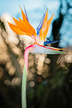 Bird of paradise flower in direct flash
