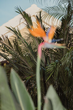 Out of focus bird of paradise
