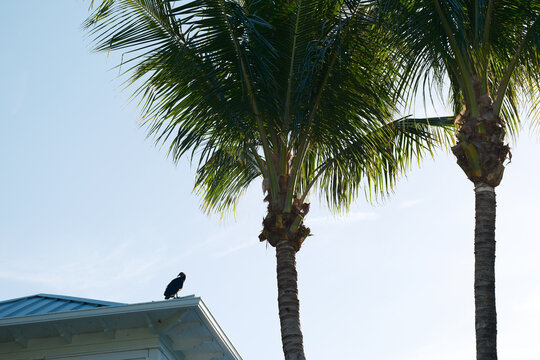 Florida black vulture on the roof