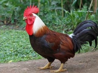 Fototapeta premium Proud Dominican Rooster 2
