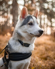 Siberian Husky Dog in the Woods: A Symbol of Loyalty, Adventure, and Wilderness