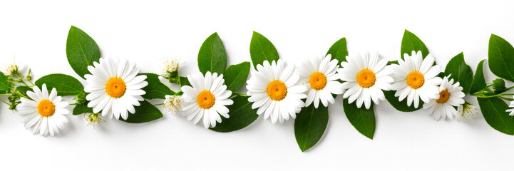 Obraz premium Banner. Daisy flowers in a line arrangement with wine on white background.