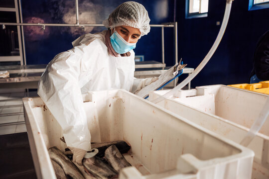 Woman in White Uniform Conducting Control at Fish Processing Plant