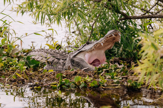 American alligator with its mouth open