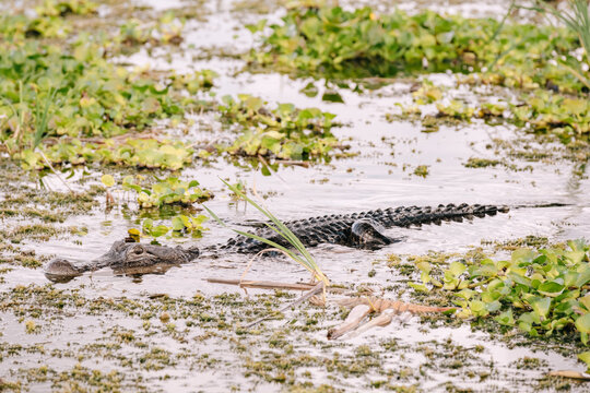 Florida wildlife - alligator