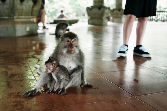 Mother Monkey With Baby at Temple