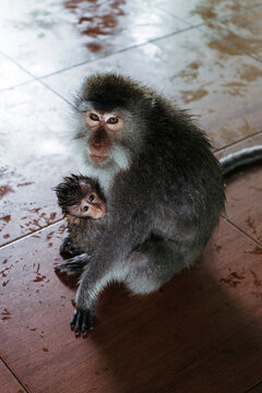 Mother Monkey Embracing Infant Indoors