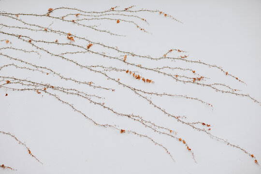 Dried Ivy on the White Wall