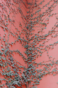 Climbing Plant on Red Wall