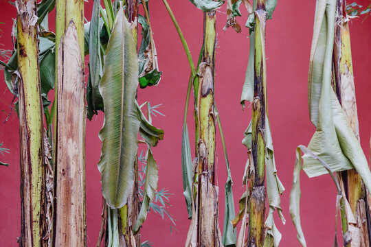 Banana Trees with Red Background