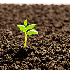 Young Green Plant Sprout in Fresh Soil Growing