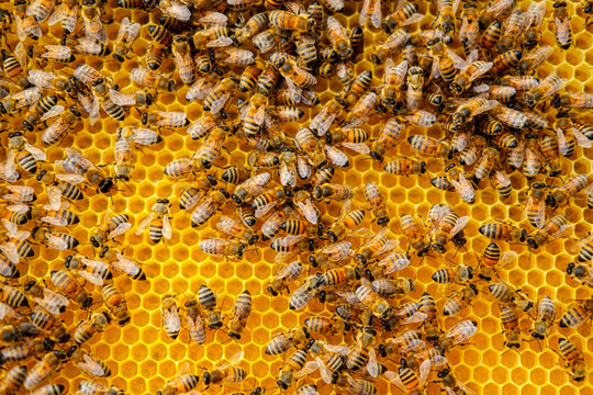 bee hive making honey