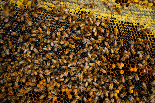 bee hive making honey