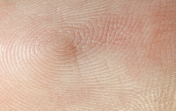 Unique Fingerprint Human Identification Texture