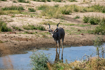 Safari