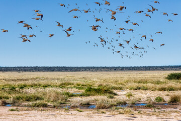 flock of sandgrouse burchell flying over a water hole in the african savannah
