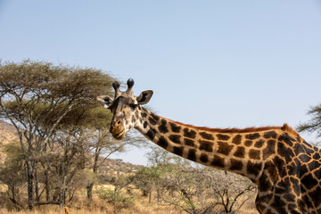 Safari