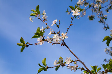Branches of a blooming fruit tree against the sky. Spring background.