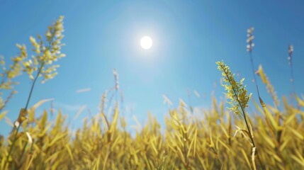 Obraz premium Yellow corn beneath a clear blue sky
