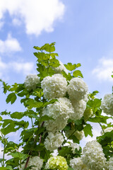 Snowball flowers (Viburnum opulus) with leaves in the garden