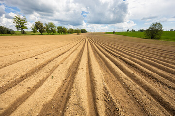 Plowed field with potato furrows and clouds on sky