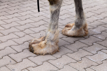 Close-up of a camel foot on the sidewalk.