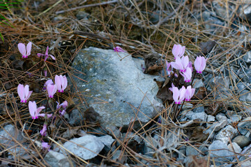 Beautiful little pink magenta fragile cyclamen flowers on ground with needles in forest wood