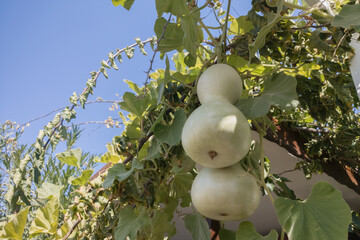 Lagenaria siceraria squash pumpkin grows in countryside garden as harvesting healthy ecological vegetables.Bottle gourd plant in agricultural farm. Long winter melon called calabash on farms