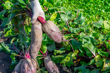 Farmer is holding bunch of ripe mature purple raw beetroots freshly digged and picked from garden vegetable bed. Seasonal works in countriside. Cultivation and harvesting vegetarian food.