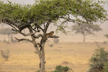 Safari