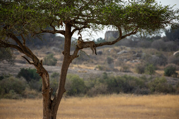 Safari
