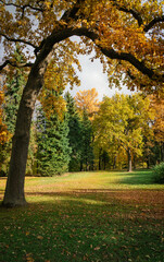 Beautiful sunny colorful forest autumn landscape