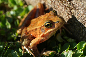 Closeup on a lightbrown North-American endangered red-legged frog, Rana aurorae