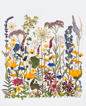 Wild meadow
