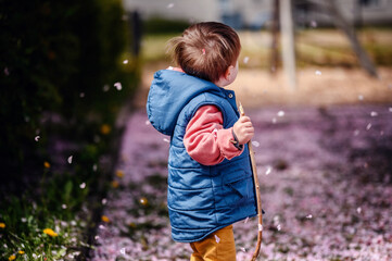 A young toddler in a blue vest and pink sweater walks with a stick, surrounded by falling cherry...