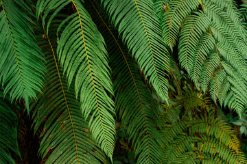 Close up of  fern in tropical jungles 