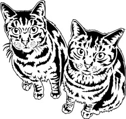 two cats