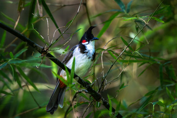 Red-whiskered bulbul on a tree branch in Thattekad, Kerala, India