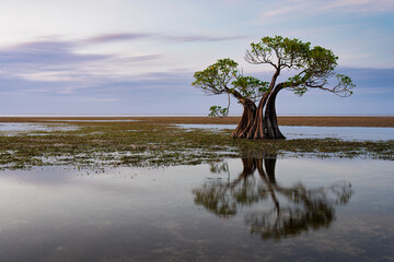 Dancing Mangrove Trees of Sumba Island in Indonesia.