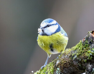 Small Blue tit (Cyanistes caeruleus) perched on a branch