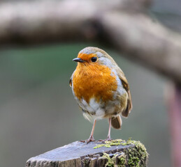 Small Robin (Erithacus rubecula) perched on a branch