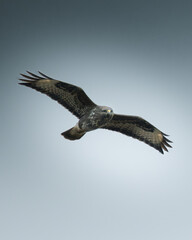 Falcon soaring high above grey clouds and sky