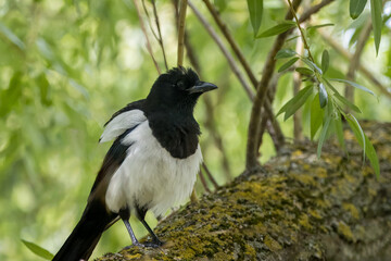 A magpie sits on the willow branch and looks toward the camera lens on a sunny spring day. 