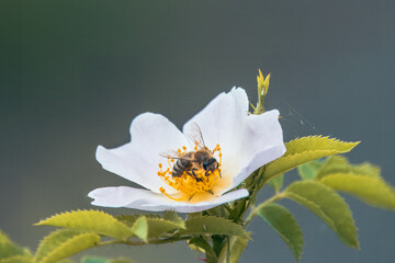Close-up a bee collects pollen from a rosehip flower with a dark blue-grey background on a sunny...
