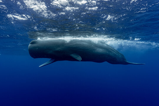 Sperm whale swimming underwater