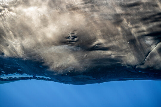 Sperm whale swimming underwater