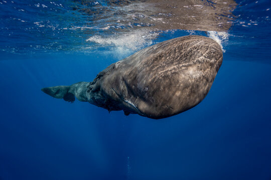 Sperm whale swimming underwater