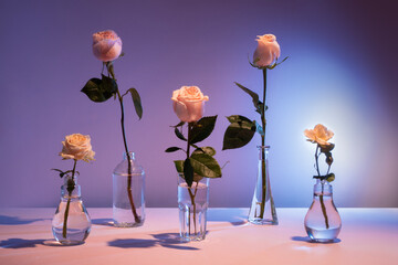 Elegant roses in glass vases on purple violet gradient background