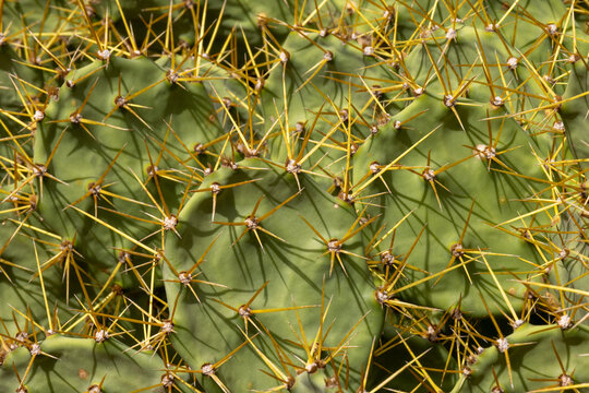 Close up of Prickly Pear cactus