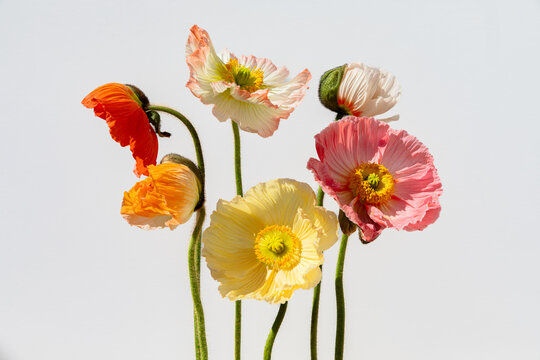 Vibrant Poppy Flowers in Full Bloom Against a Crisp White Background
